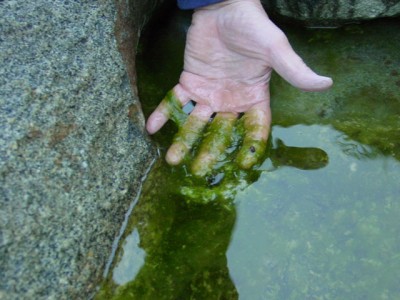 Algae_Pond