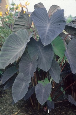 Colocasia