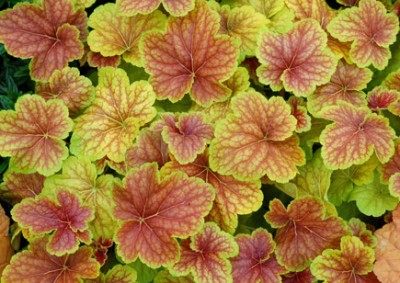 Heuchera_Delta_Dawn