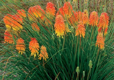 Kniphofia