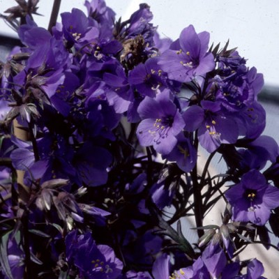 POLEMONIUM PURPLE RAIN