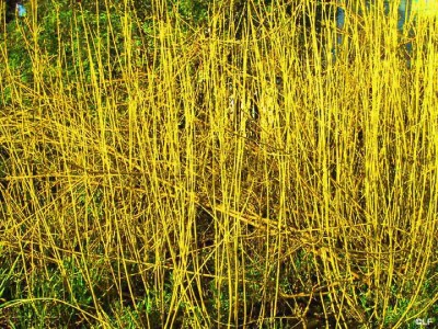 cornus_sericea_flaviramea