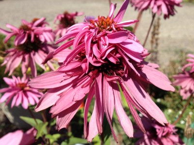 echinacea