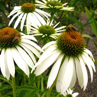 echinacea_whiteswan