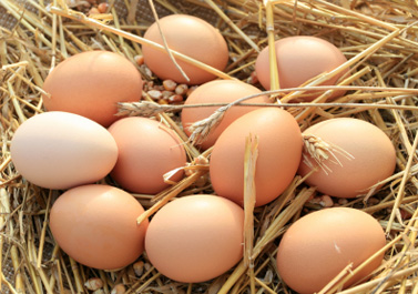 eggs