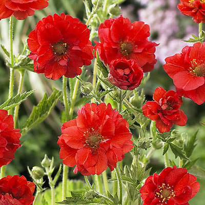 geum