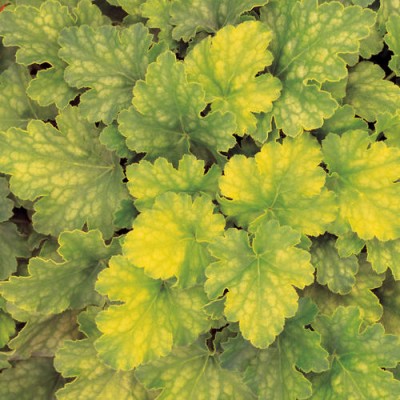 heuchera_key_lime