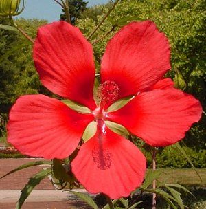 hibiscus-rosemallow