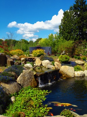 koi_pond_portrait_enhanced