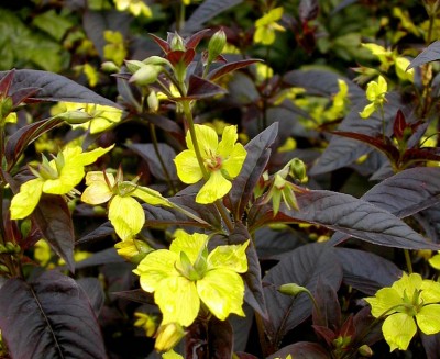 lysimachia-ciliata-firecracker