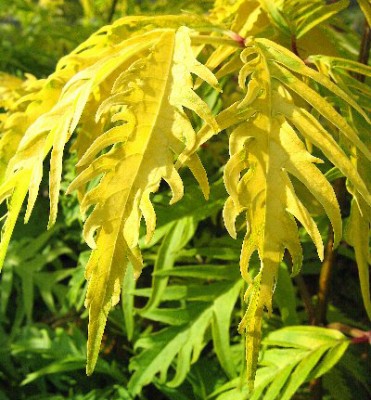 sambucus_sutherland_gold