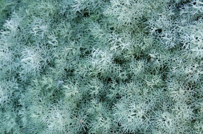 (25) Silvery foliage of Sea Foam Artemisia in the Xeriscape Plaz