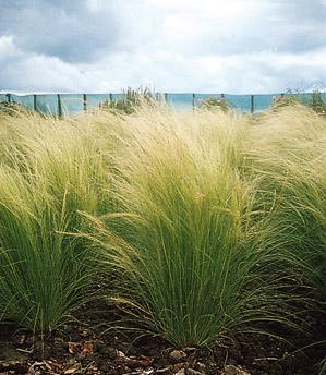 stipa