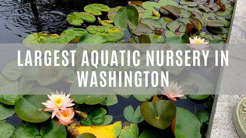 Our customers have exclaimed that we are the best aquatic nursery in Washington.