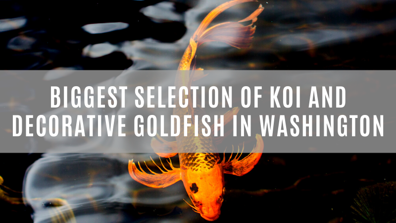 Falling Water Gardens has the best selection of Koi and decorative goldfish in Washington.