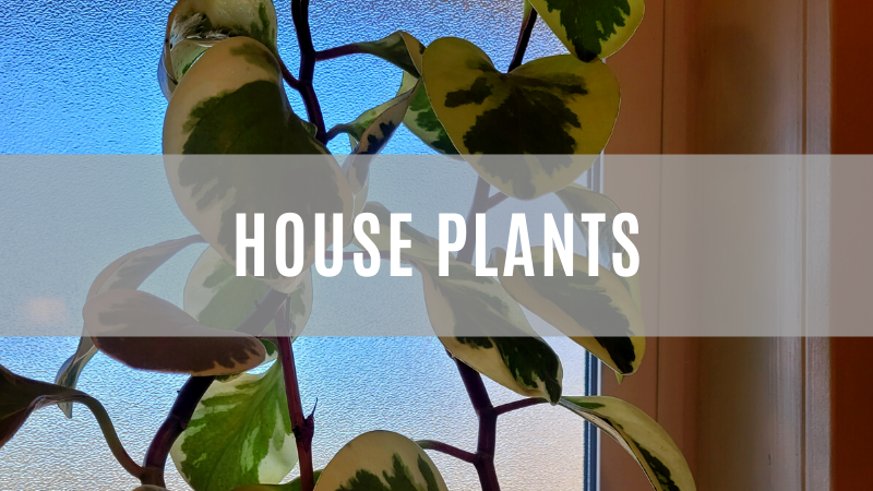 Check out the fish house and gift shop to find your next houseplant.