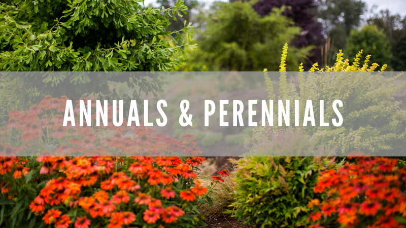 We carry a huge variety of annuals and perennials.