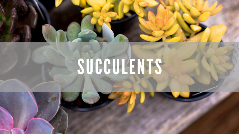 We love a cute succulent and have some great options in the gift shop and greenhouse.