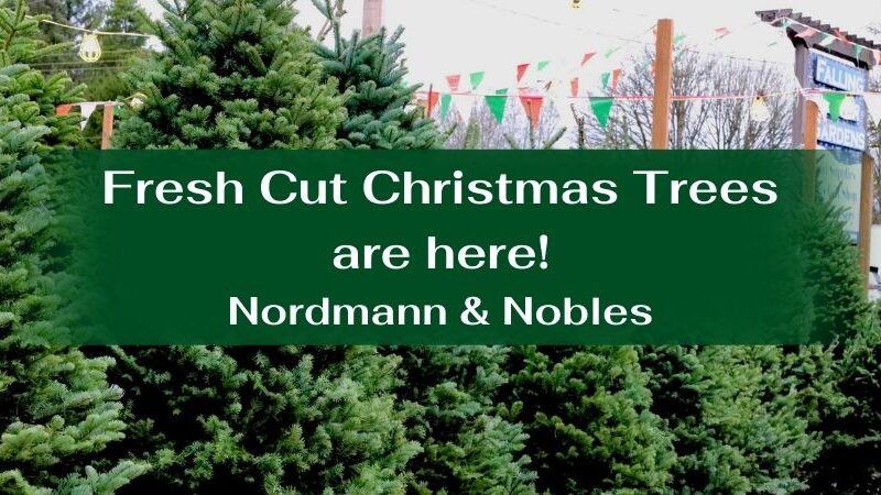 Fresh Cut Christmas Trees are here Nordmann & Nobles